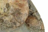 Fossil Ammonites (Hoploscaphites & Sphenodiscus) - South Dakota - #189351-3